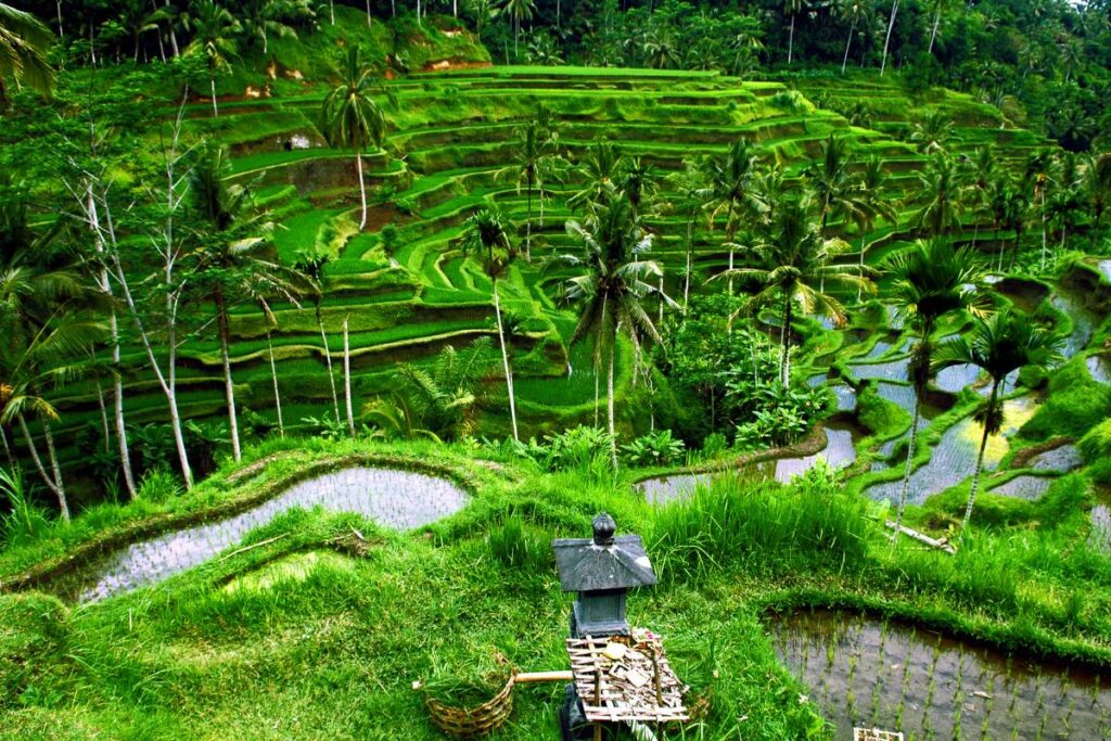 View of the Tegallalang rice terraces in Bali.